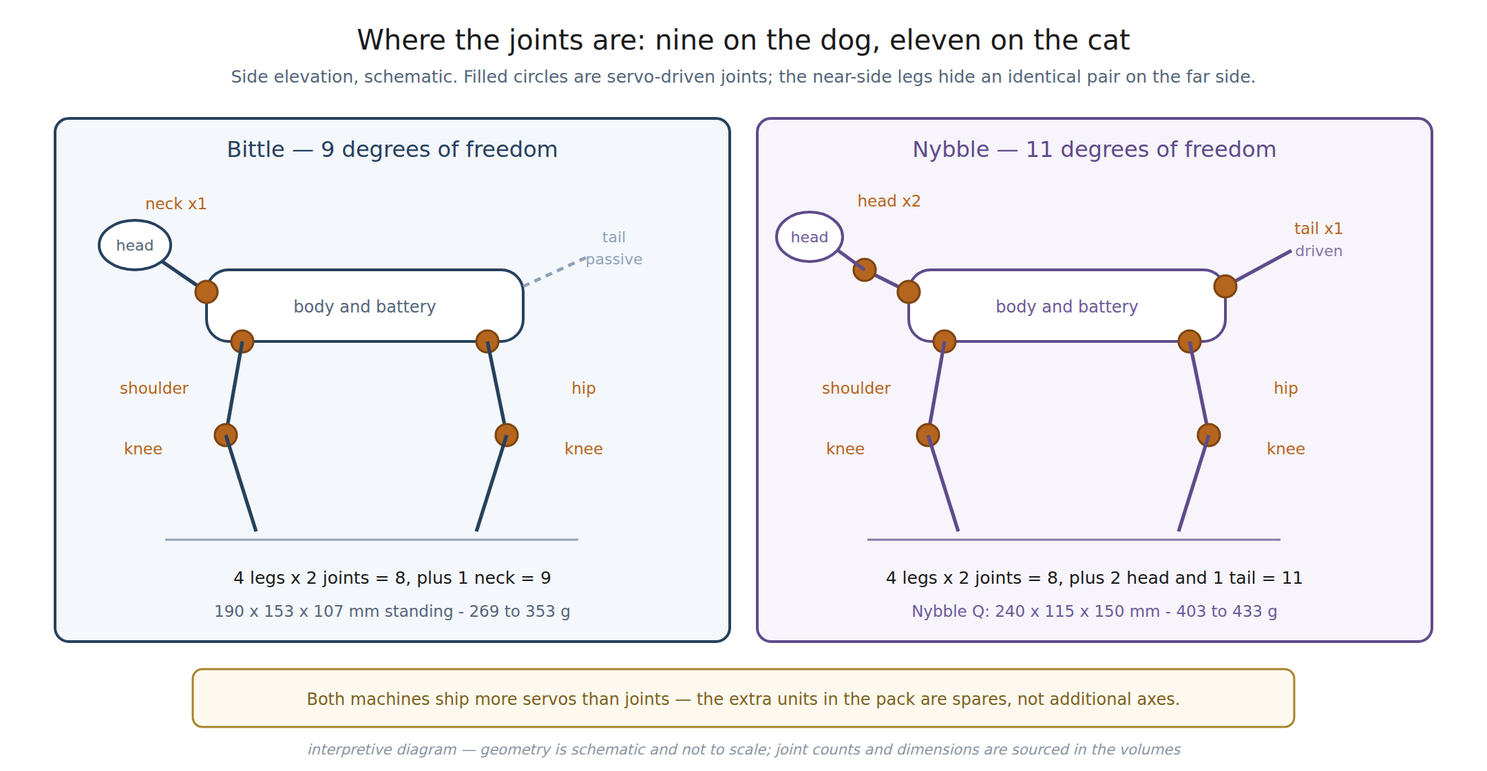 Figure 2 — The joint layout that the gait tables drive: eight leg joints common to both animals, plus the neck, head and tail joints that differ. Interpretive diagram drawn from the sources cited i…
